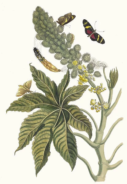 Palma Christi. From the Book Metamorphosis insectorum Surinamensium, 1705