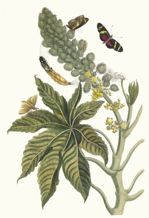 Framed Print : Palma Christi. From the Book Metamorphosis insectorum Surinamensium, 1705 Framed Print : Palma Christi. From the Book Metamorphosis insectorum Surinamensium, 1705