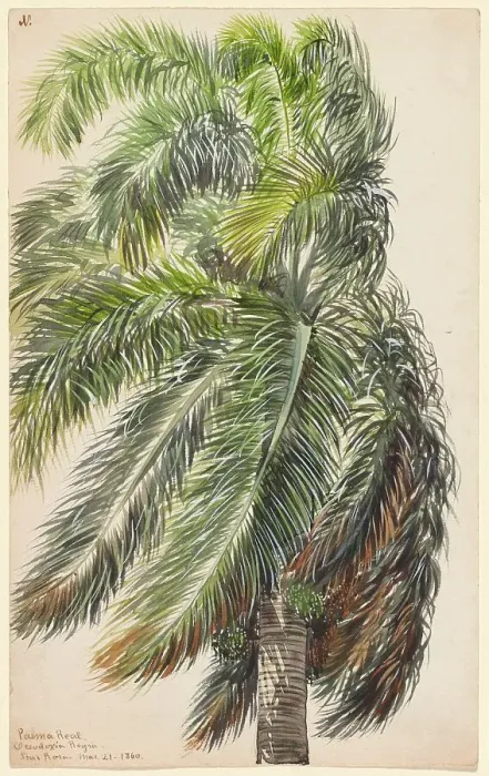 Framed Print : Palma Real, 1860. Creator: Charles de Wolf Brownell Framed Print : Palma Real, 1860. Creator: Charles de Wolf Brownell