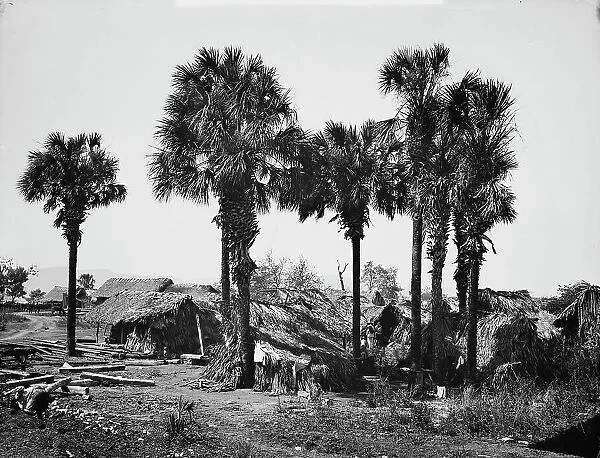 Palmettos at Rascon, between 1880 and 1897. Creator: William H. Jackson
