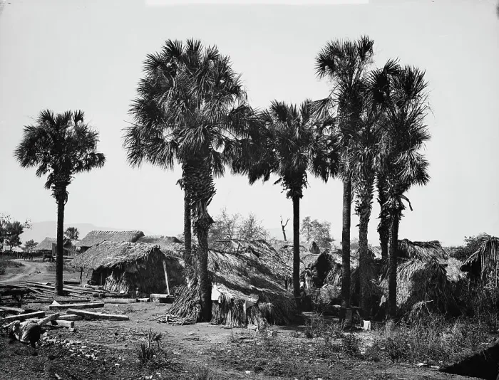Framed Print : Palmettos at Rascon, between 1880 and 1897. Creator: William H. Jackson Framed Print : Palmettos at Rascon, between 1880 and 1897. Creator: William H. Jackson