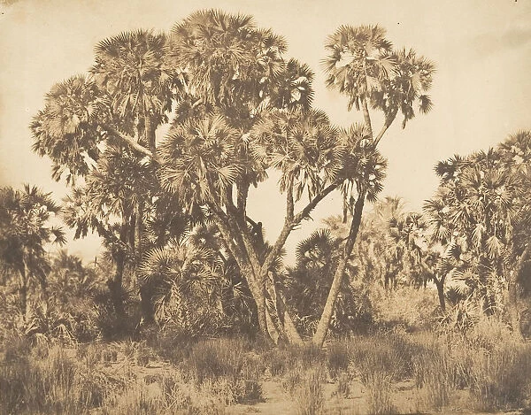 Palmiers Doums a Hamarneh, 1849-50. Creator: Maxime du Camp