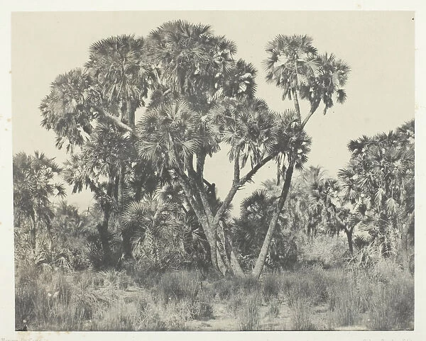 Palmiers Doums, Haute-Egypte, 1849  /  51, printed 1852. Creator: Maxime du Camp