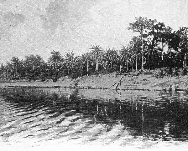 Palmiers a huile (Bords du Mono); L'Ouest Africain, 1914. Creator: Unknown