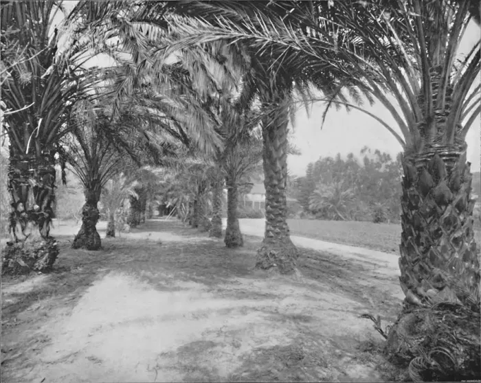 Framed Print : The Palms of Glenannie, Florida, 19th century Framed Print : The Palms of Glenannie, Florida, 19th century
