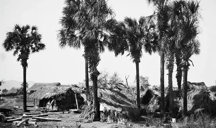 Framed Print : Palms and straw houses at Rascon, between 1880 and 1897. Creator: William H. Jackson Framed Print : Palms and straw houses at Rascon, between 1880 and 1897. Creator: William H. Jackson