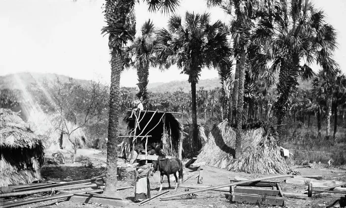 Framed Print : Palms and straw houses at Rascon, between 1880 and 1897. Creator: William H. Jackson Framed Print : Palms and straw houses at Rascon, between 1880 and 1897. Creator: William H. Jackson