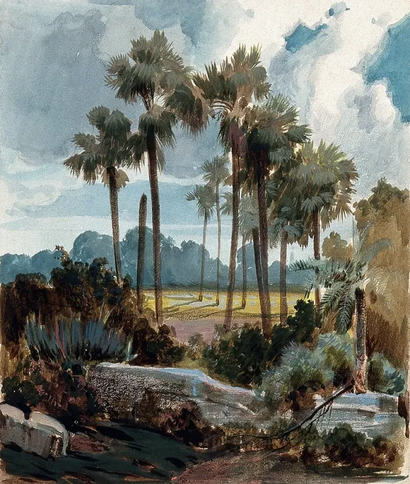 Framed Print : Palmyra palm trees (Borassus flabellifer) near Madras, India, 1854 to 1858. Creator: Hermann von Schlagintweit Framed Print : Palmyra palm trees (Borassus flabellifer) near Madras, India, 1854 to 1858. Creator: Hermann von Schlagintweit