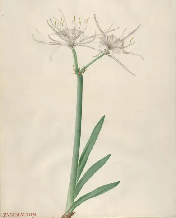 Framed Print : Pancratium, 1738-70. Creator: Georg Dionysius Ehret Framed Print : Pancratium, 1738-70. Creator: Georg Dionysius Ehret