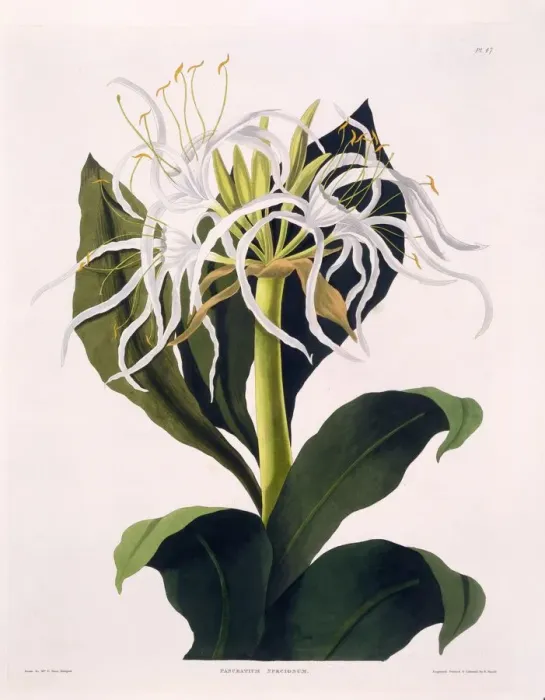 Framed Print : Pancratium Speciosum, 1831-1834 Framed Print : Pancratium Speciosum, 1831-1834