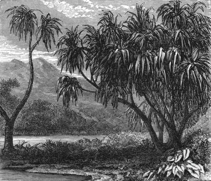 Framed Print : The Pandanus Muricatus. ; Recent Explorations in Madagascar, 1875. Creator: Alfred Grandidier Framed Print : The Pandanus Muricatus. ; Recent Explorations in Madagascar, 1875. Creator: Alfred Grandidier