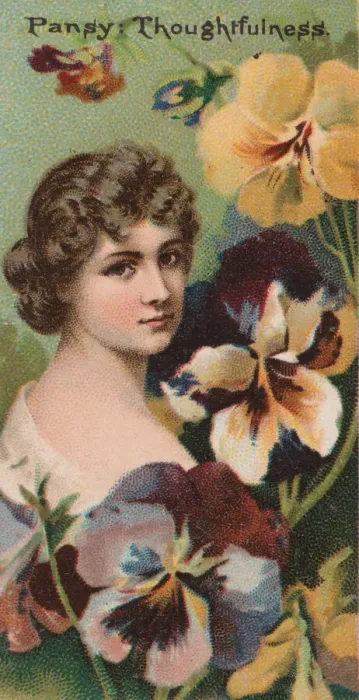 Framed Print : Pansy: Thoughtfulness, from the series Floral Beauties and Language of Flowers (N75 Framed Print : Pansy: Thoughtfulness, from the series Floral Beauties and Language of Flowers (N75