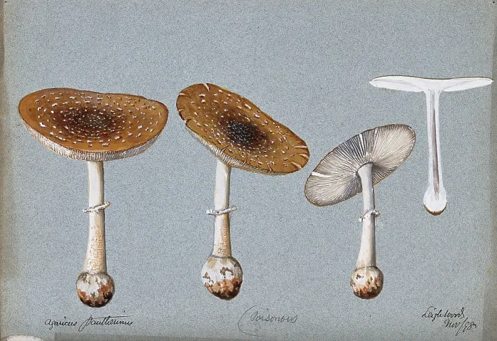 Framed Print : Panther cap fungus (Amanita pantherina): four fruiting bodies, one sectioned, 1893. Creator: Unknown Framed Print : Panther cap fungus (Amanita pantherina): four fruiting bodies, one sectioned, 1893. Creator: Unknown