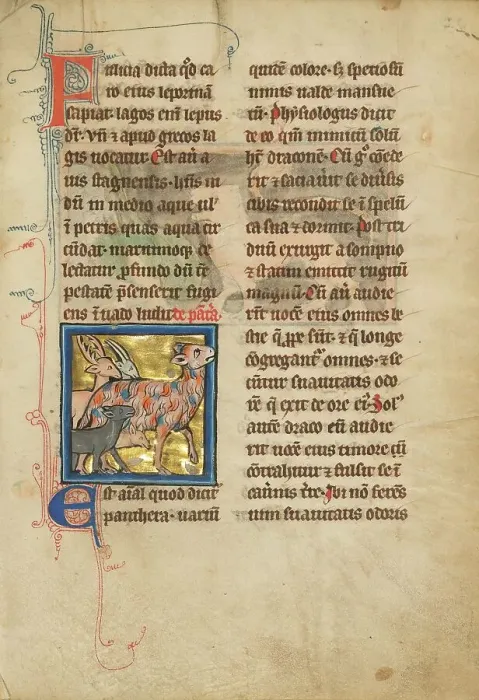 Framed Print : A Panther; De Natura Avium; De Pastoribus et Ovibus; Bestiarium, 1277 or after. Creator: Unknown Framed Print : A Panther; De Natura Avium; De Pastoribus et Ovibus; Bestiarium, 1277 or after. Creator: Unknown