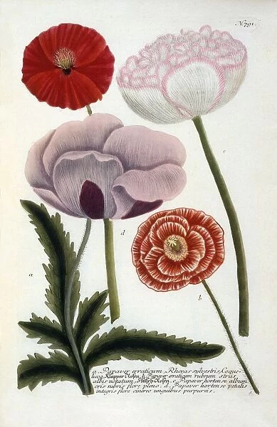 Papaver, 1737 (hand coloured engraving)