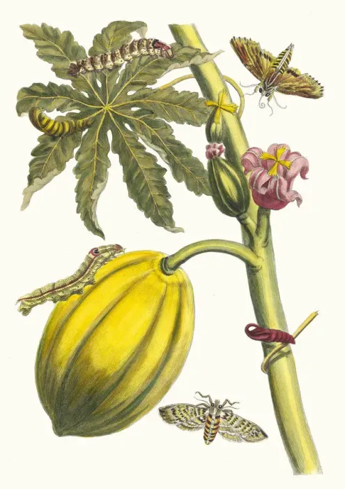 Framed Print : Papaya. From the Book Metamorphosis insectorum Surinamensium, 1705 Framed Print : Papaya. From the Book Metamorphosis insectorum Surinamensium, 1705
