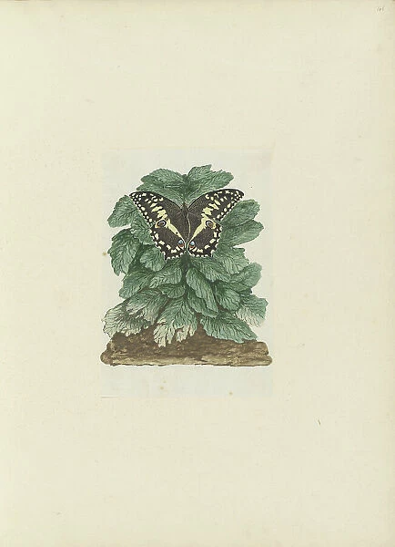 Papilio demodocus (Citrus or Christmas butterfly) on an unidentified plant, 1777-1786. Creator: Robert Jacob Gordon