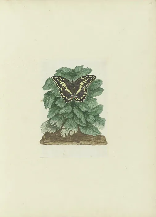 Framed Print : Papilio demodocus (Citrus or Christmas butterfly) on an unidentified plant, 1777-1786. Creator: Robert Jacob Gordon Framed Print : Papilio demodocus (Citrus or Christmas butterfly) on an unidentified plant, 1777-1786. Creator: Robert Jacob Gordon
