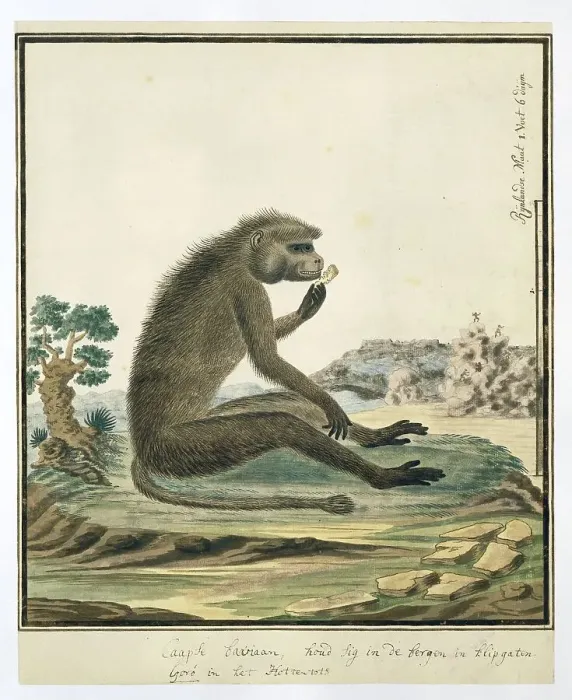 Framed Print : Papio ursinus (Chacma baboon), 1773-1786. Creators: Robert Jacob Gordon, Johannes Schumacher Framed Print : Papio ursinus (Chacma baboon), 1773-1786. Creators: Robert Jacob Gordon, Johannes Schumacher