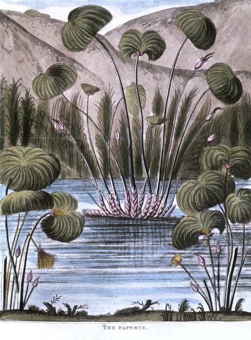 Framed Print : Papyrus reed (Cyperus papyrus), 1823 Framed Print : Papyrus reed (Cyperus papyrus), 1823