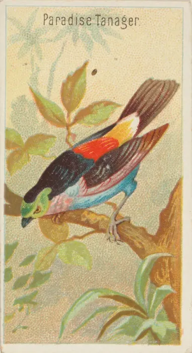 Framed Print : Paradise Tanager, from the Birds of the Tropics series (N5) for Allen & Framed Print : Paradise Tanager, from the Birds of the Tropics series (N5) for Allen &