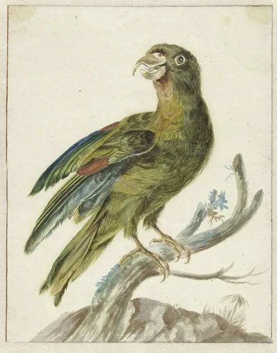 Framed Print : Parakeet, 1670-1719. Creator: Jan Weenix Framed Print : Parakeet, 1670-1719. Creator: Jan Weenix