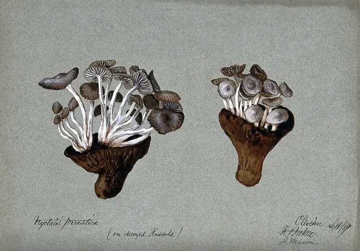 Framed Print : Parasitic fungi (Nyctalis species) growing on decayed Russula fungi, 1889. Creator: R Baker Framed Print : Parasitic fungi (Nyctalis species) growing on decayed Russula fungi, 1889. Creator: R Baker