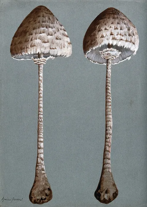 Framed Print : Parasol mushrooms (Lepiota procera): two fruiting bodies, c1890s. Creator: Unknown Framed Print : Parasol mushrooms (Lepiota procera): two fruiting bodies, c1890s. Creator: Unknown