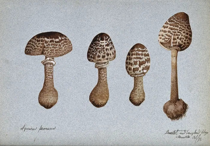 Framed Print : Parasol mushrooms (Lepiota procera): four fruiting bodies, 1892. Creator: Unknown Framed Print : Parasol mushrooms (Lepiota procera): four fruiting bodies, 1892. Creator: Unknown