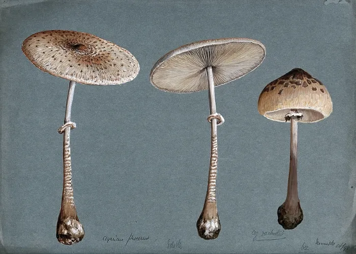 Framed Print : Two parasol mushrooms (Lepiota procera) and a shaggy parasol mushroom (Lepiota rhacodes), 1898. Creator: Unknown Framed Print : Two parasol mushrooms (Lepiota procera) and a shaggy parasol mushroom (Lepiota rhacodes), 1898. Creator: Unknown