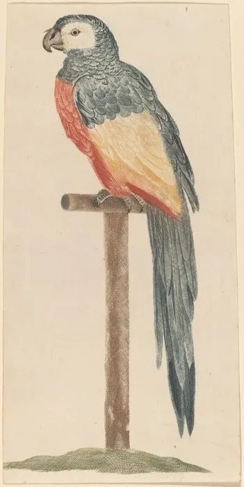 Framed Print : Parrot, 1680s / 1690s. Creator: Workshop of Johann Teyler Framed Print : Parrot, 1680s / 1690s. Creator: Workshop of Johann Teyler