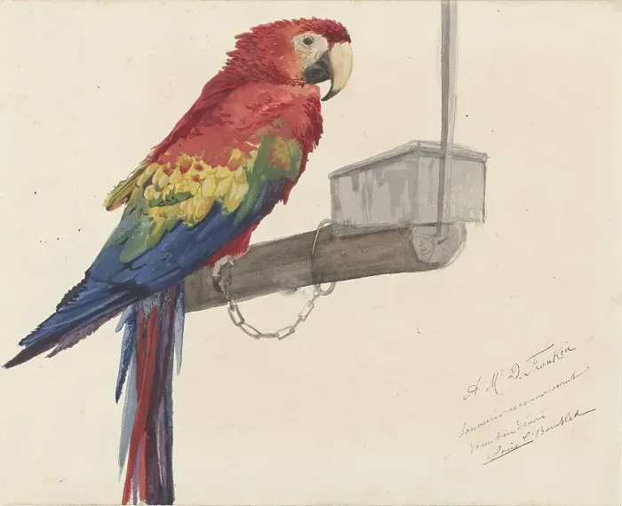 Framed Print : Parrot, 1879. Creator: Louis Charles Bombled Framed Print : Parrot, 1879. Creator: Louis Charles Bombled