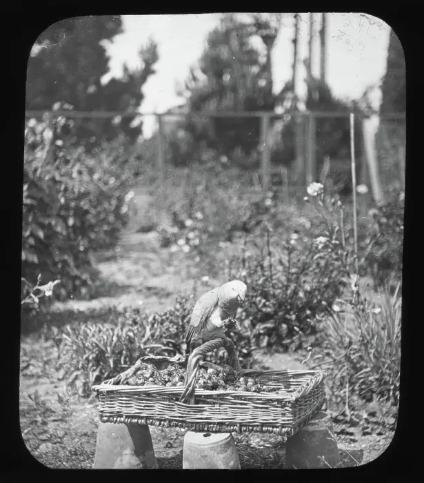 Framed Print : Parrot on basket - unknown location. Creator: Unknown Framed Print : Parrot on basket - unknown location. Creator: Unknown