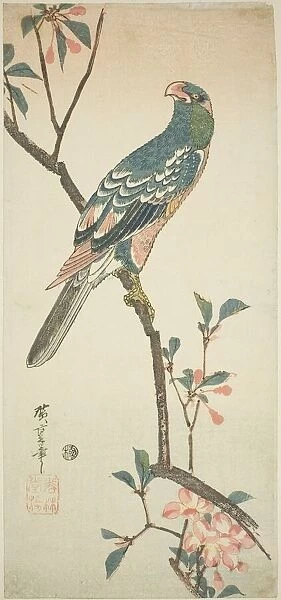 Parrot on a blossoming branch, 1830s. Creator: Ando Hiroshige