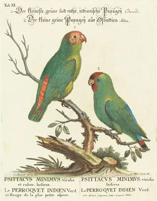 Framed Print : Parrot (Le Perroquet Indien. Psittacus Minimus). Creator: Johann Michael Seligmann Framed Print : Parrot (Le Perroquet Indien. Psittacus Minimus). Creator: Johann Michael Seligmann