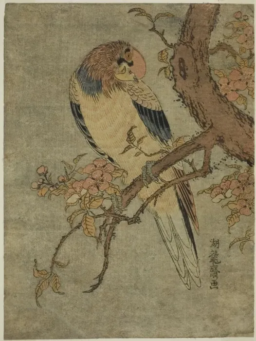 Framed Print : Parrot on Quince Tree, c. 1770. Creator: Isoda Koryusai Framed Print : Parrot on Quince Tree, c. 1770. Creator: Isoda Koryusai