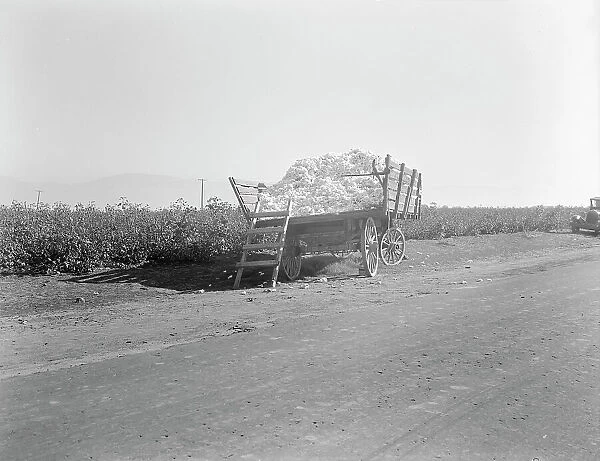 Partially loaded cotton wagon, Southern San Joaquin Valley, California, 1936. Creator: Dorothea Lange