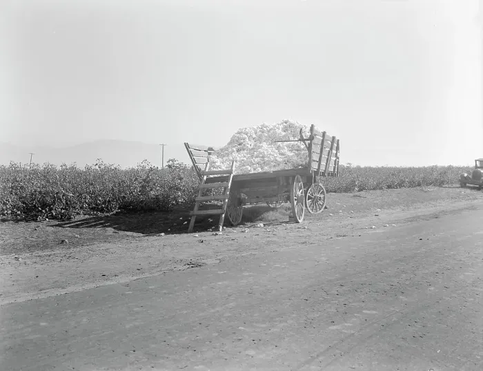 Framed Print : Partially loaded cotton wagon, Southern San Joaquin Valley, California, 1936. Creator: Dorothea Lange Framed Print : Partially loaded cotton wagon, Southern San Joaquin Valley, California, 1936. Creator: Dorothea Lange