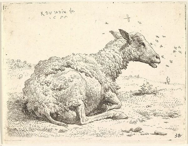 Partially shorn sheep lying in the grass with insects hovering around its head, 1655