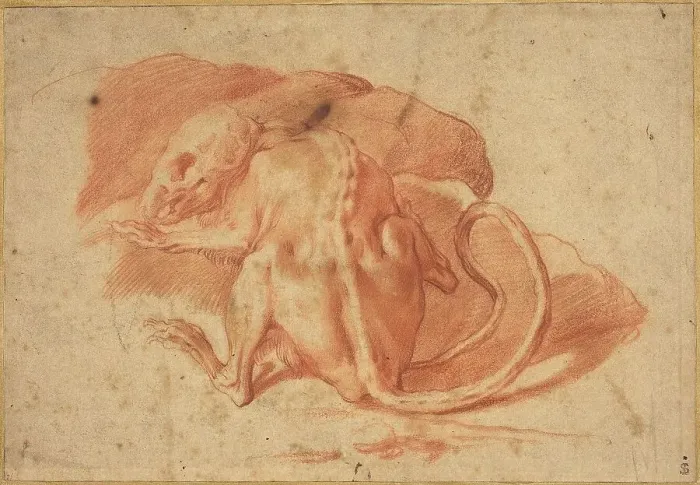Framed Print : A Partially Skinned Rat, late 16th or early 17th century. Creator: Unknown Framed Print : A Partially Skinned Rat, late 16th or early 17th century. Creator: Unknown