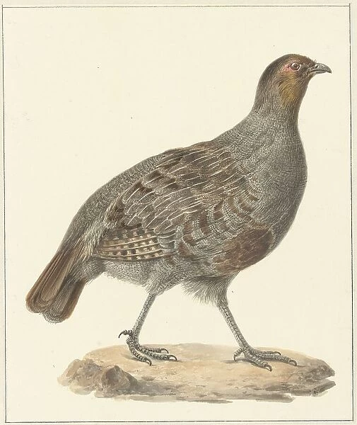 Partridge, 1759-1842. Creator: Pieter Bartholomeusz. Barbiers