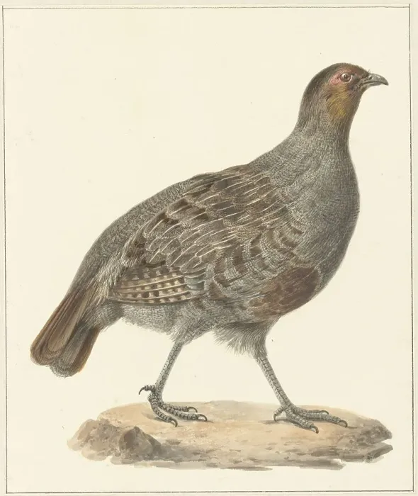 Framed Print : Partridge, 1759-1842. Creator: Pieter Bartholomeusz. Barbiers Framed Print : Partridge, 1759-1842. Creator: Pieter Bartholomeusz. Barbiers