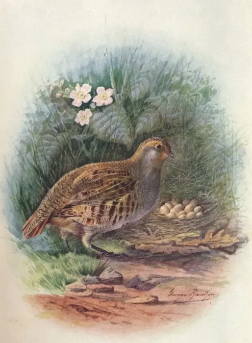Framed Print : Partridge - Per dix cine rea, c1910, (1910). Artist: George James Rankin Framed Print : Partridge - Per dix cine rea, c1910, (1910). Artist: George James Rankin