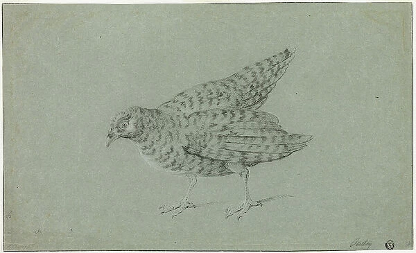 Partridge, n.d. Creator: Jean-Baptiste Oudry
