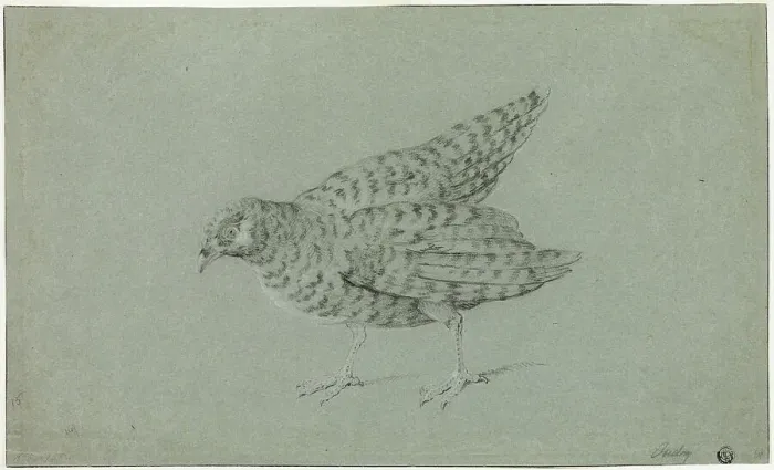 Framed Print : Partridge, n.d. Creator: Jean-Baptiste Oudry Framed Print : Partridge, n.d. Creator: Jean-Baptiste Oudry