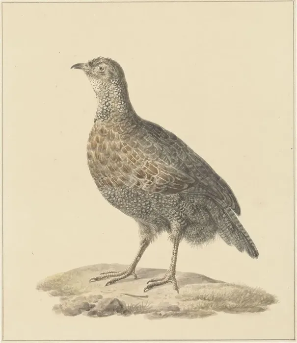 Framed Print : Partridge (Patrijs), 1759-1842. Creator: Pieter Bartholomeusz. Barbiers Framed Print : Partridge (Patrijs), 1759-1842. Creator: Pieter Bartholomeusz. Barbiers