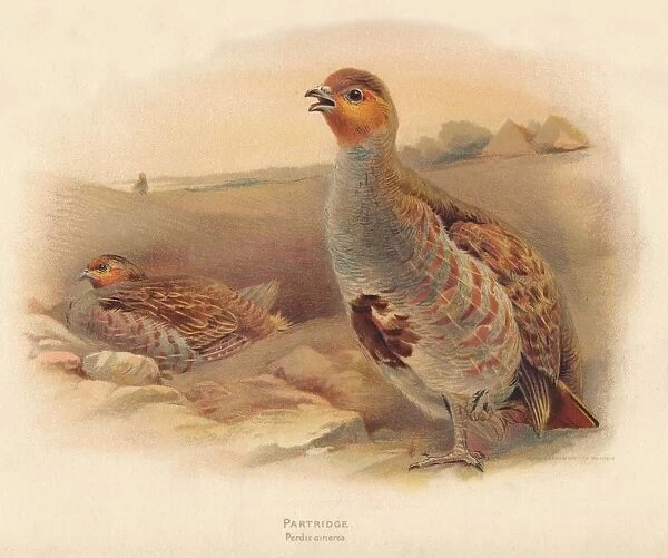 Partridge (Perdix cinerea), 1900, (1900). Artist: Charles Whymper