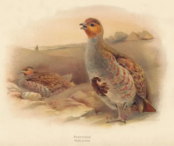 Framed Print : Partridge (Perdix cinerea), 1900, (1900). Artist: Charles Whymper Framed Print : Partridge (Perdix cinerea), 1900, (1900). Artist: Charles Whymper