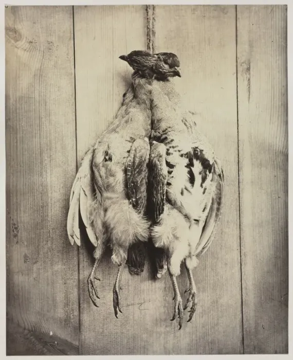 Framed Print : Partridges (recto), c. 1861. Creator: Captain N. Baily (British) Framed Print : Partridges (recto), c. 1861. Creator: Captain N. Baily (British)