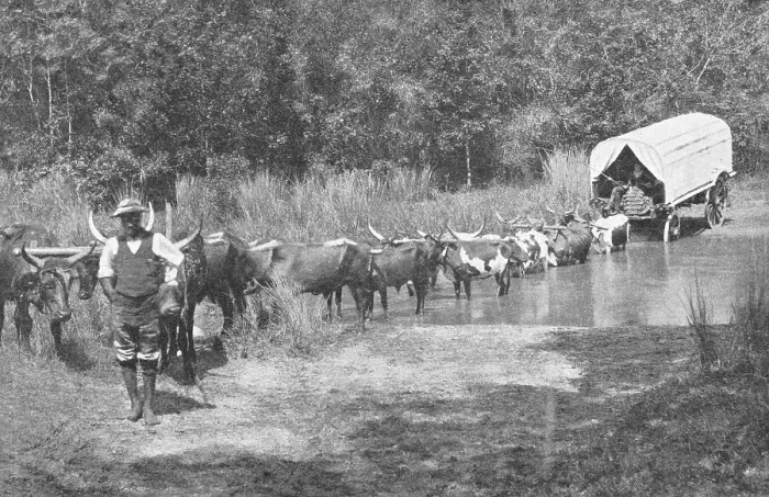 Framed Print : Passage d'une riviere au Natal; Afrique Australe, 1914. Creator: Unknown Framed Print : Passage d'une riviere au Natal; Afrique Australe, 1914. Creator: Unknown